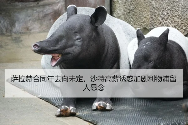 sa-la-he-he-tong-nian-qu-xiang-wei-ding-sha-te-gao-xin-you-huo-jia-ju-li-wu-pu-liu-ren-xuan-nian-2-223.jpg